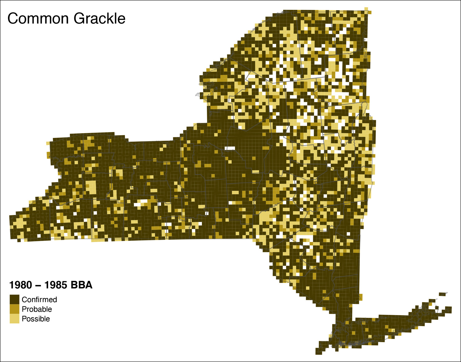 Common Grackle Atlas i