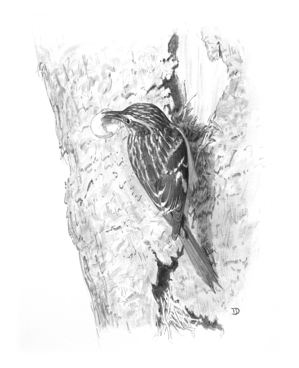 Brown Creeper