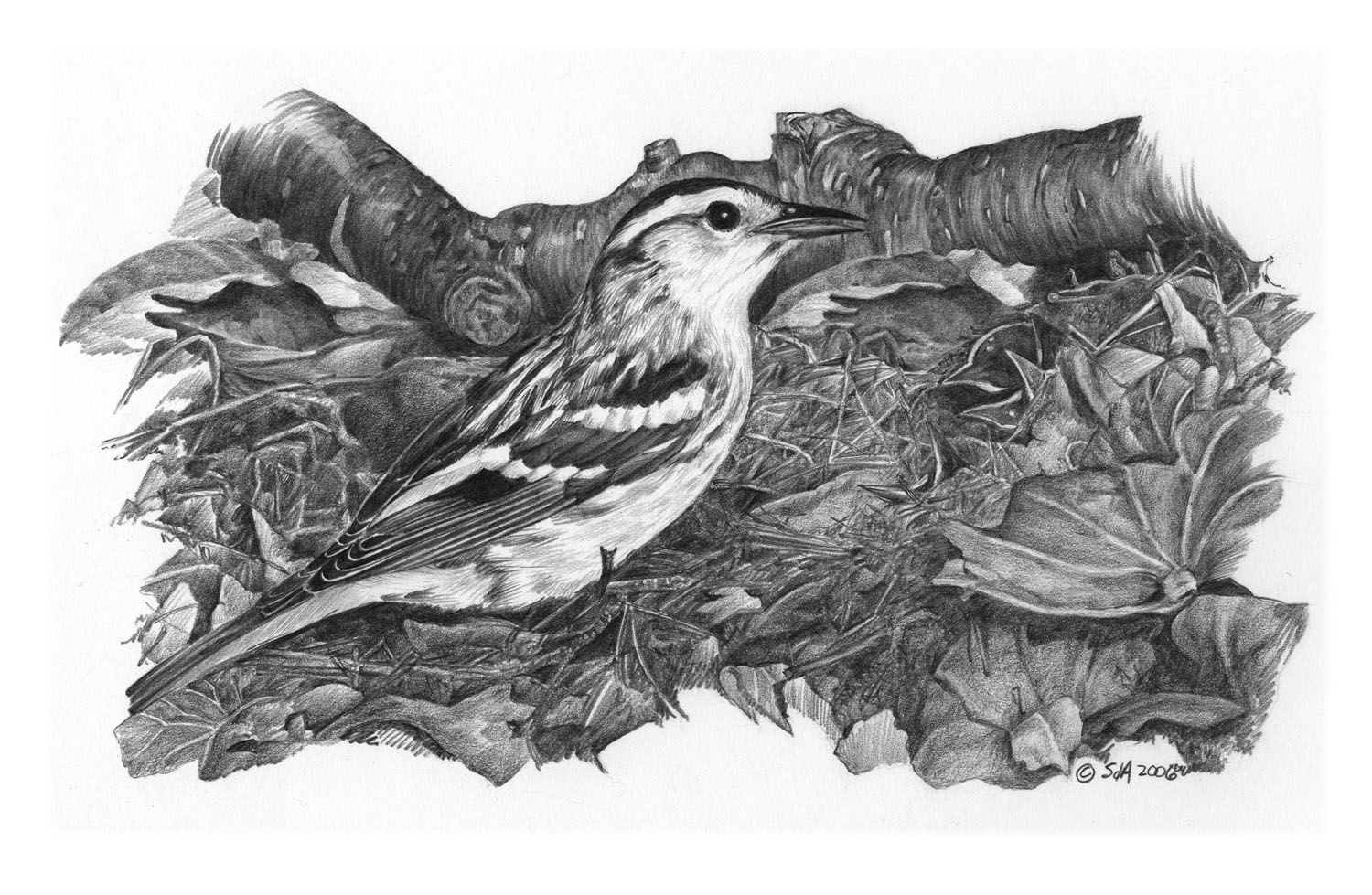 Black-and-white Warbler