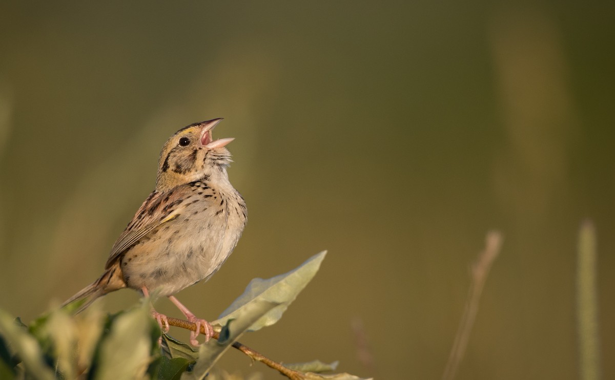 Henslow's Sparrow